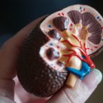 kidney anatomy model held in hand featured image on article How Long Does a UTI Last published on healthy n better living