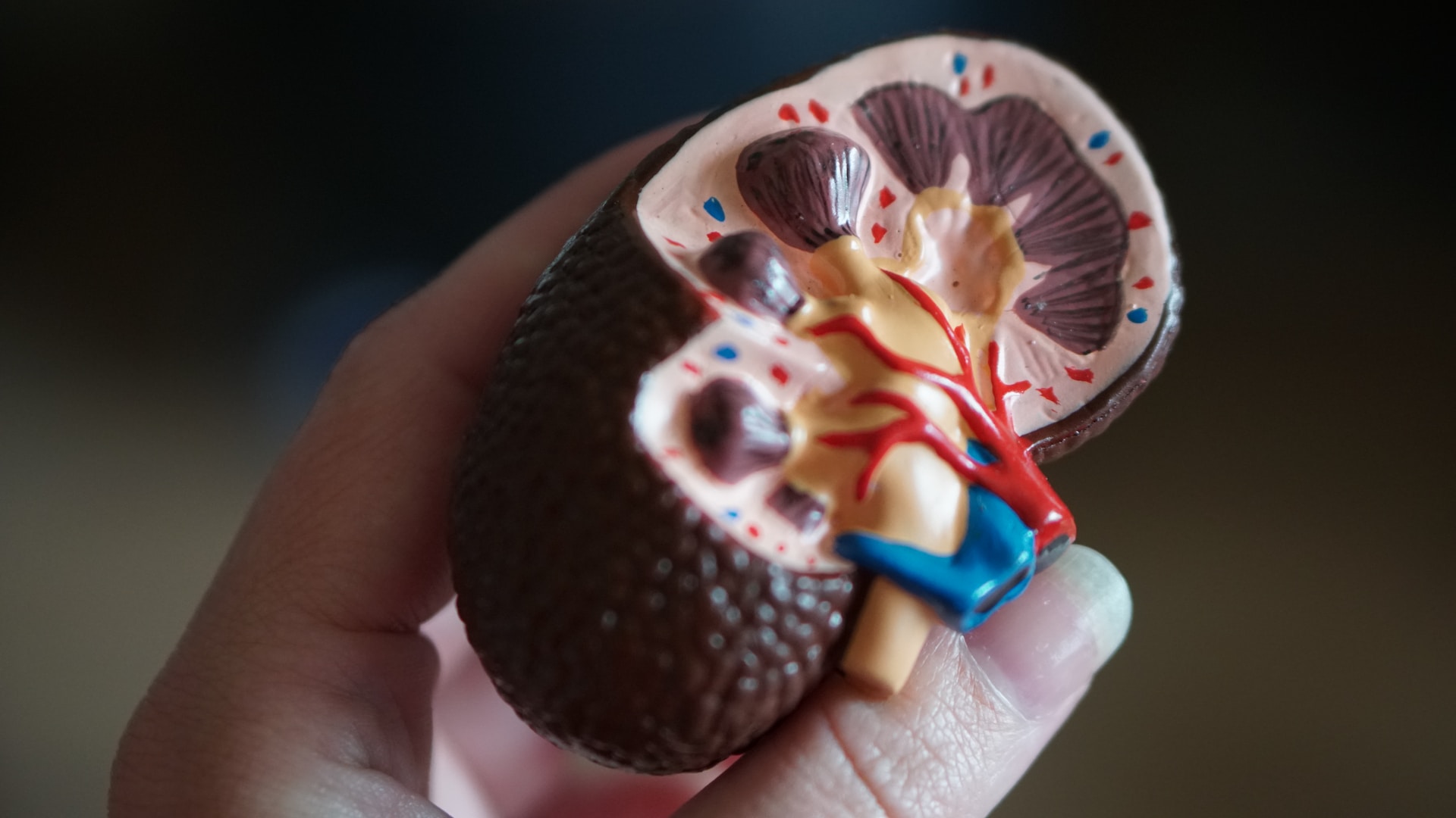 kidney anatomy model held in hand featured image on article How Long Does a UTI Last published on healthy n better living
